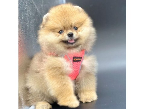 Safkan Pomeranian Boo Köpeklerimiz