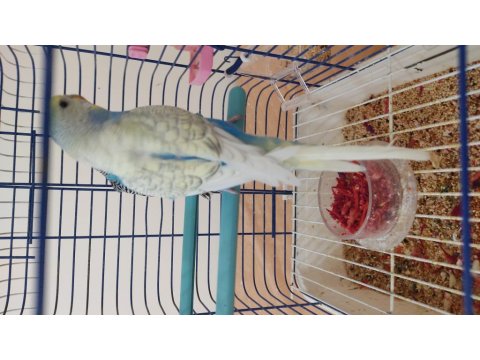 Genç Çift Muhabbet Kuşları