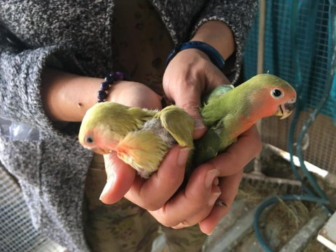 Sevda Papağanı Aşk Kuşu Yeni Yuvasını Arıyor