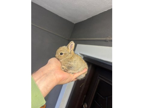 Hollanda Cüce Ve Mini Lop Tavşanlarımız Her Yere Gönderilir