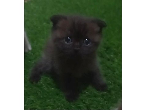Erkek Ve Dişi British Shorthair Bebekler