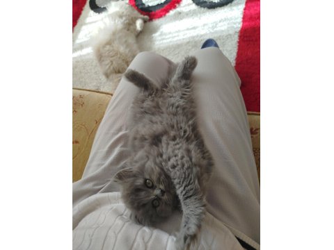 British Longhair Safkan Dişi Yavru