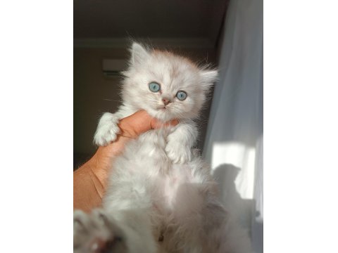 İki Adet Yavru Kedimiz Sahiplenme Yapılacaktir