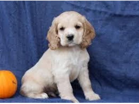 Cocker Yavrumuz Sağlık Ve Irk Garantilidir