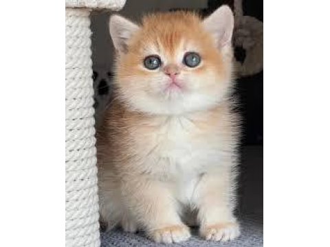 British Golden Yavrumuz Sağlık Ve Irk Garantilidir