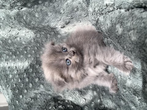 Maviş 35 Günlük Saf Kan Scottish Fold Gri
