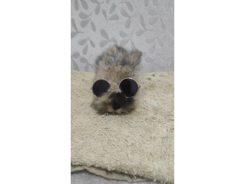 Hollanda Lop Tavşanı Yavrular