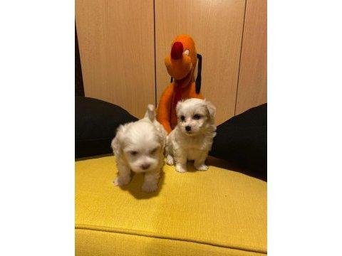 A Kalite Maltipoo Bebeklerimiz