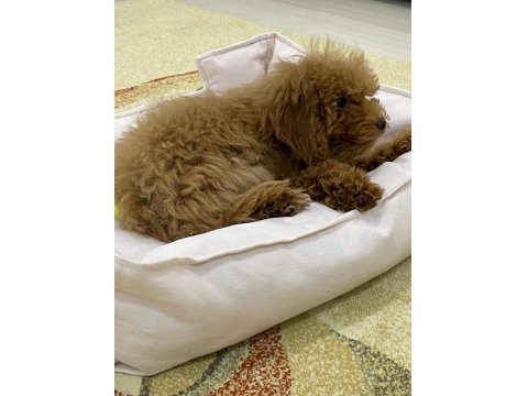 4 Aylık Dişi Toy Poodle