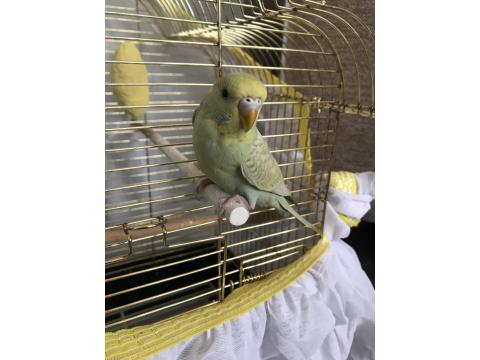 3-6 Aylık Arası Muhabbet Kuşu Bebişler