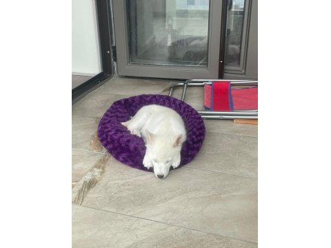 Oyuncu Beyaz Yavru Husky