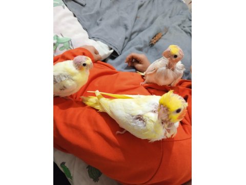 Yavru Sultan Papağanı Ele Alıştırmalık