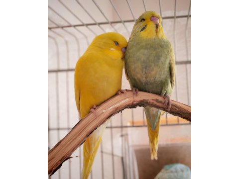 Çocuklar Bile Eğitebilir İstanbul İçi Eve Teslim Muhabbet Kuşu