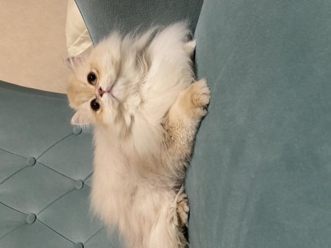 Blh Cy 12 Saf Kan Erkek British Longhair