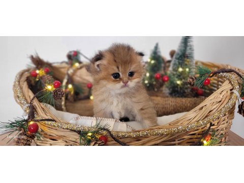 Hatay British Longhair Yavrular