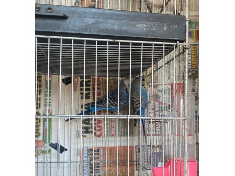 Mavi Renkli Takım Muhabbet Kuşu