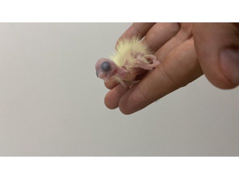 Bir Çift Ve Yavrusu İle Birlikte 3 Adet Sultan Papağanı