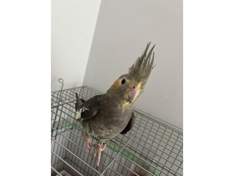 Konuşan Ele Alışık Sultan Papağanı Paşamız