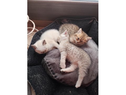 Top Kafa Yüksek Kalite Irk British Yavrular