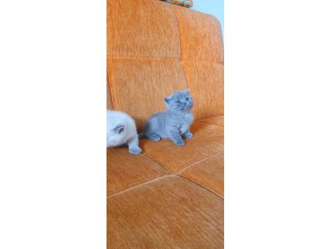Süper Kalite British Shorthair Yavrular