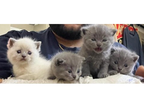 Acil British Ve Scottish Yavru Ve Yetişkin Kediler