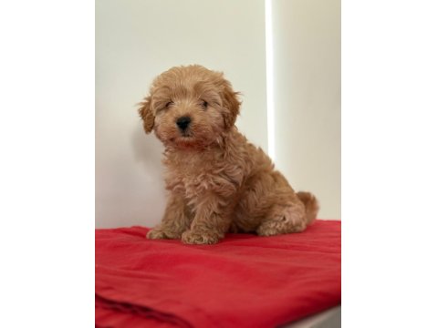 Tatlı Minik Maltipoo Yavrular