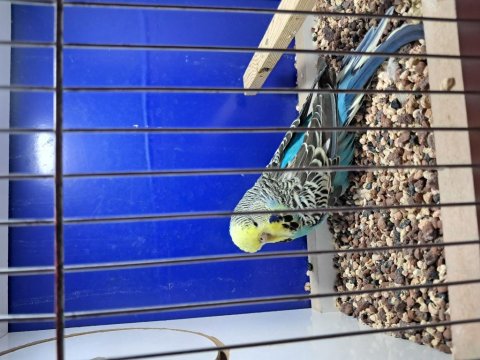 Show Çift Veya Tek Muhabbet Kuşu