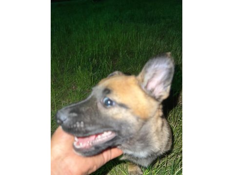 Orijinal Belçika Kurtları 1.5 Aylık