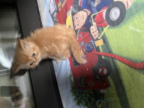 40 Günlük İran Kedisi Yavrular