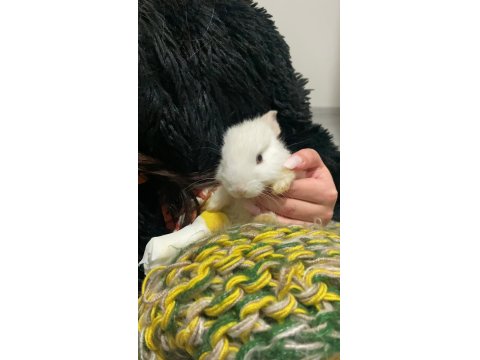 Camdan Aşağı Atılan Yavru Tavşan