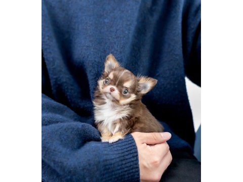 Elma Kafa Safkan Chihuahua Yavrularımız