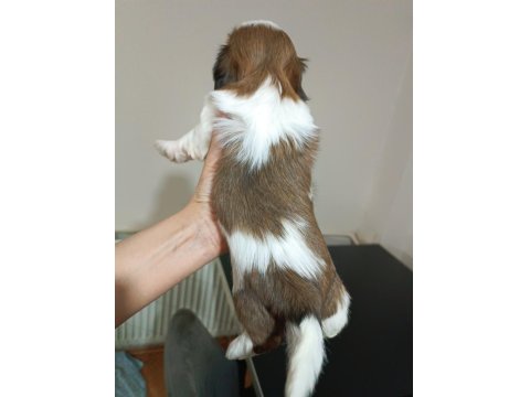 Yetiştirici Aileden Show Line Shih Tzu Yavruları