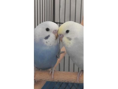 Yavru Ele Alıştırmalık Rainbow Muhabbet Kuşu