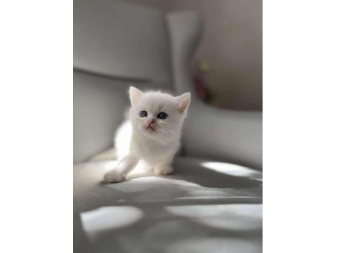 Dişi Güzel British Shorthair Bebeğim