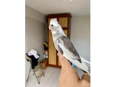 Bebek Sultan Papağanlar