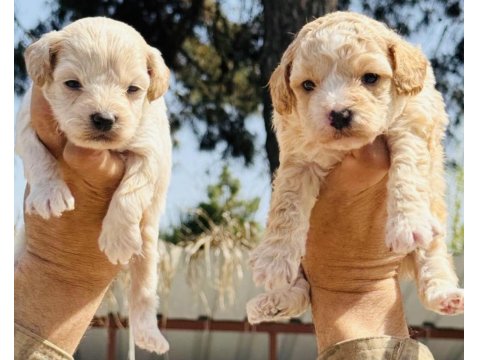 Bursa'nın En Güzel Maltipoo Bebekleri