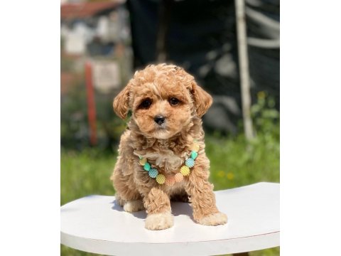 Maltipoo Dişi Köpeğimiz
