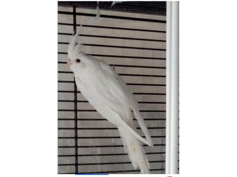 Ev Üretimi Albino Sultan Papağanı