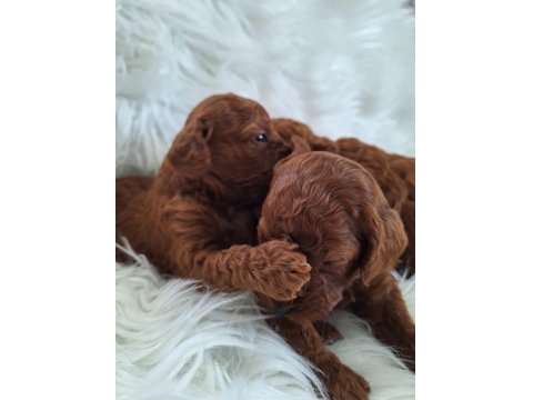 Mersinin Tatlı Poodle Yavruları