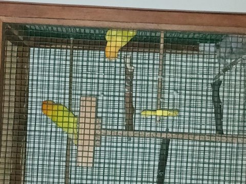 Özel Aynı Renk Yurtdışı Markalı Damızlık Papağanlar