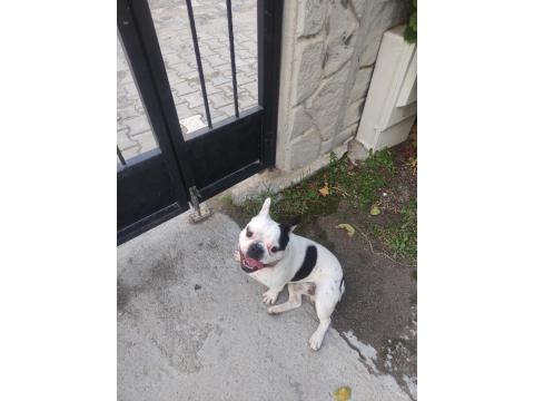 11 Aylık French Bulldog Sahiplendirilecektir