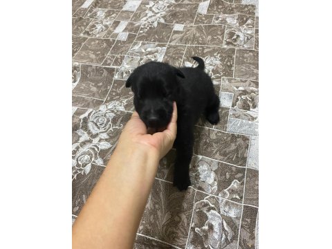 A Kalite Belçika Malinois Yavrular