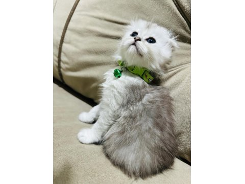 British Kedimize Yuva Arıyoruz