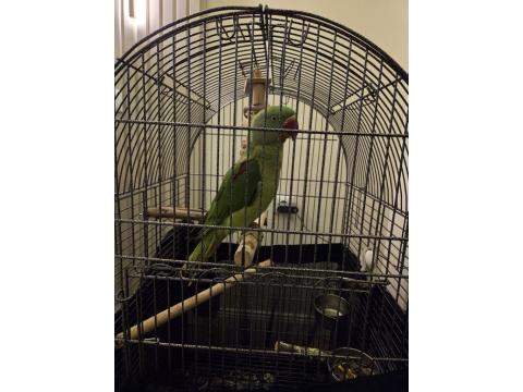 Evcil Yavru Alexander