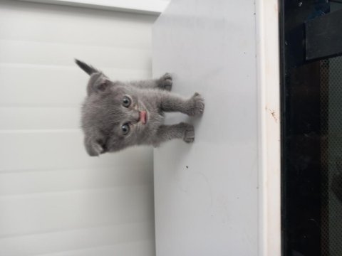 8 Yavru Kedimiz Sahiplendirilecek