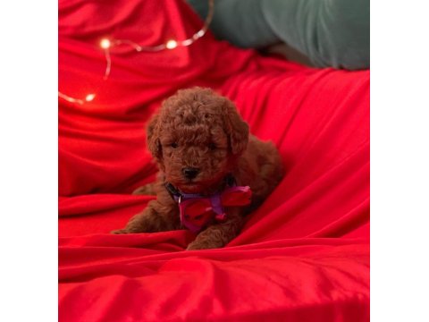 Safkan Toy Poodle Köpek Yavruları