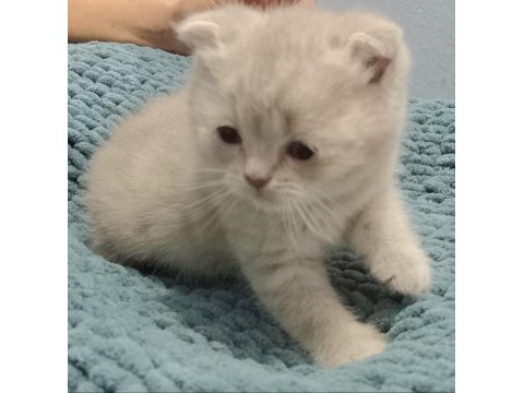 Erkek Ve Dişi British Shorthair Bebekler