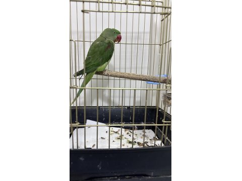 1 Yaşında Erkek Alexander Papağanı