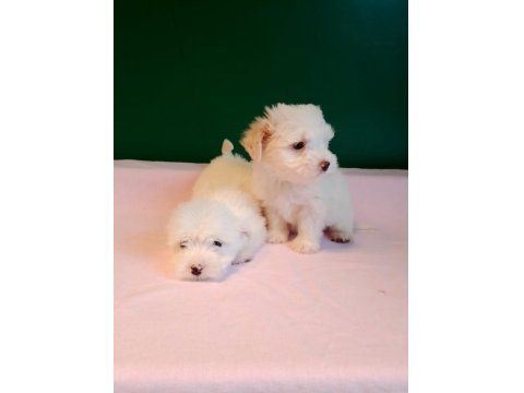 Sıfır Numara Maltese Yavrularımız