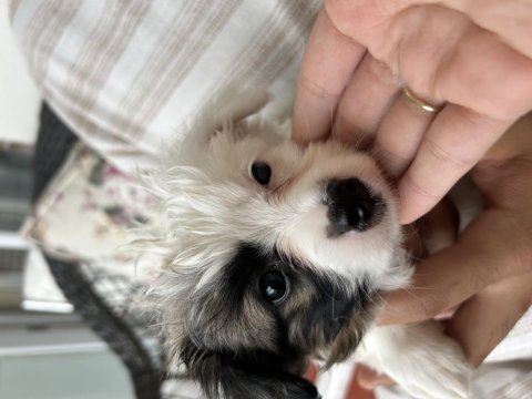 Alerjim Sebebiyle Minik Bebek Köpeğimiz Yuva Arıyor Acil